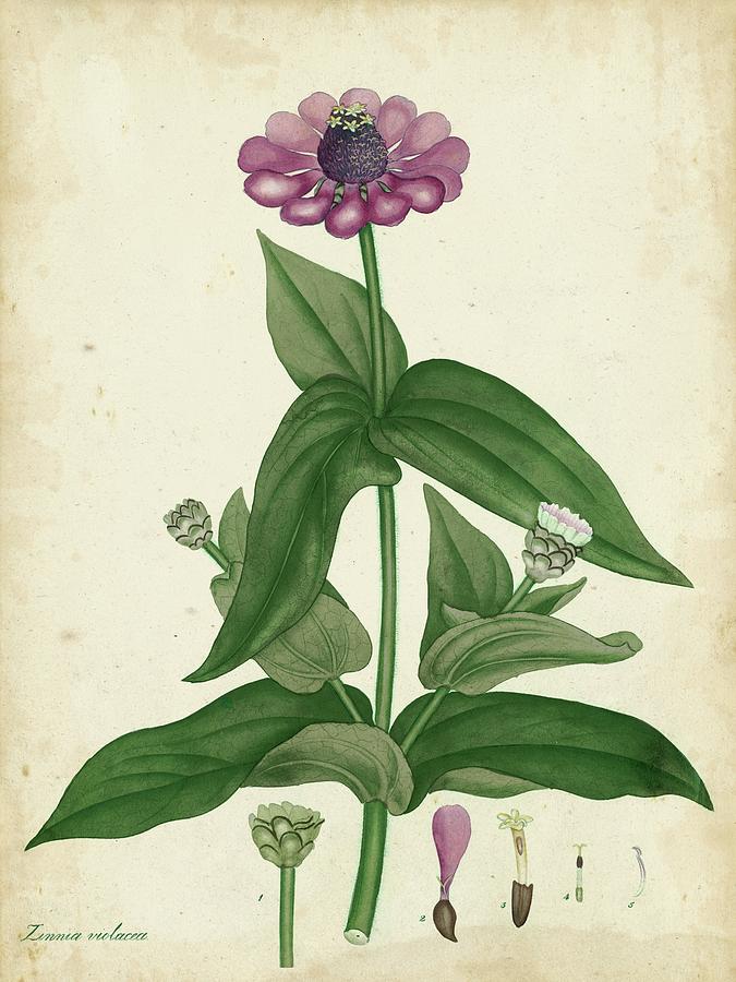 Antique Zinnia #1 Painting by Henry Andrews