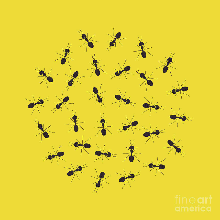 Ants #1 Photograph by Art4stock/science Photo Library