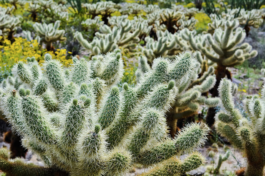 Anza Borrego Cactus Cholla Photograph by Kyle Hanson