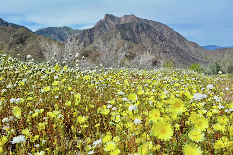 Anza Borrego Desert Bloom #1 Photograph by Kyle Hanson