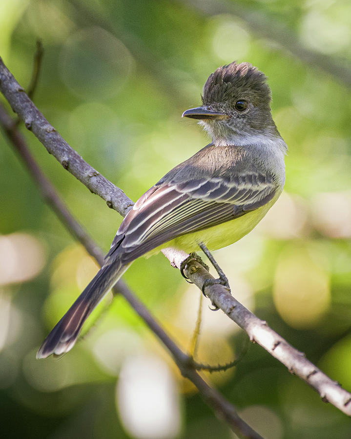 Apical Flycatcher Hotel Waka Honda Tolima Colombia #1 Photograph by Adam Rainoff