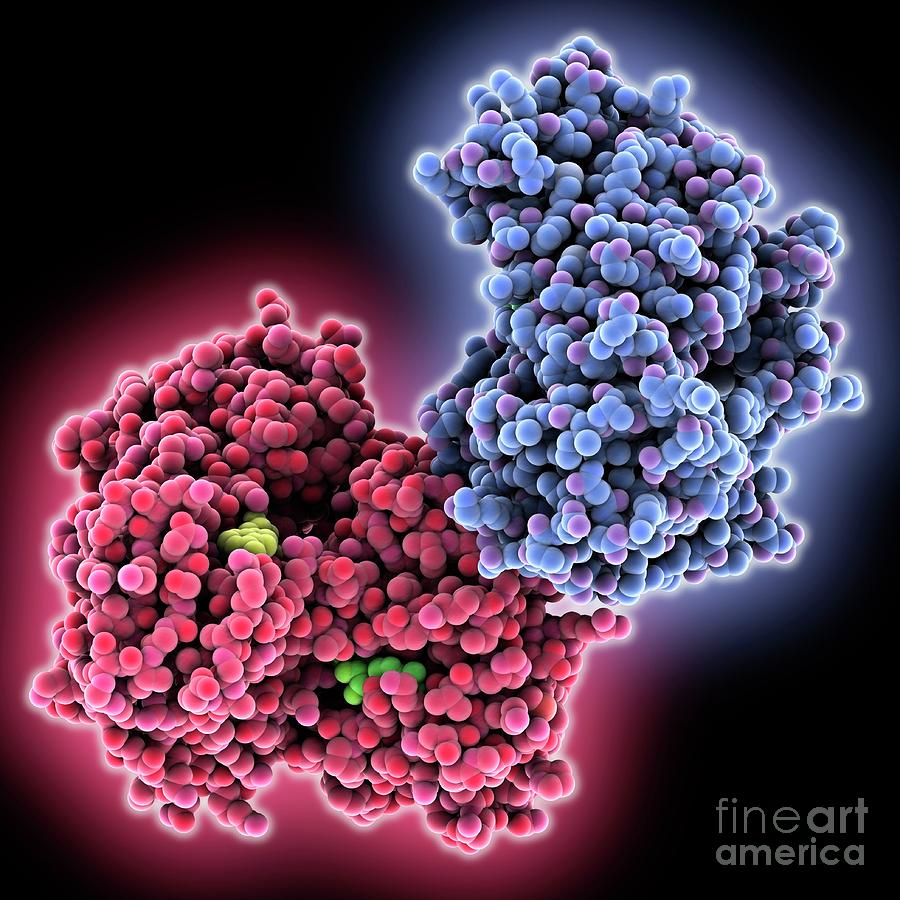 Apoptosis Inducing Factor Protein #1 Photograph by Laguna Design/science Photo Library