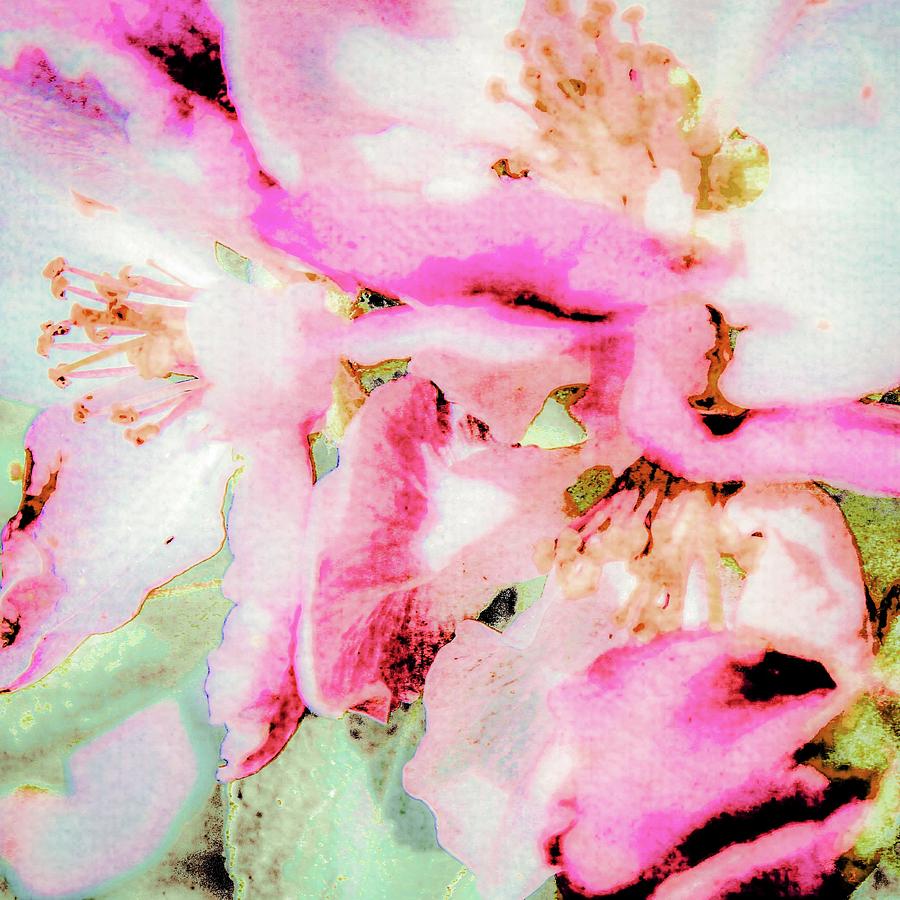 Apple Blossom by Nigel Dudson Apple Blossom by Nigel Dudson