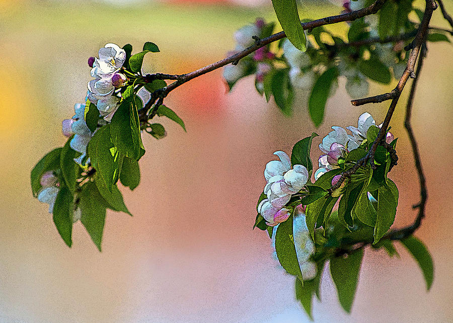 Apple blossoms #1 Photograph by Cordia Murphy