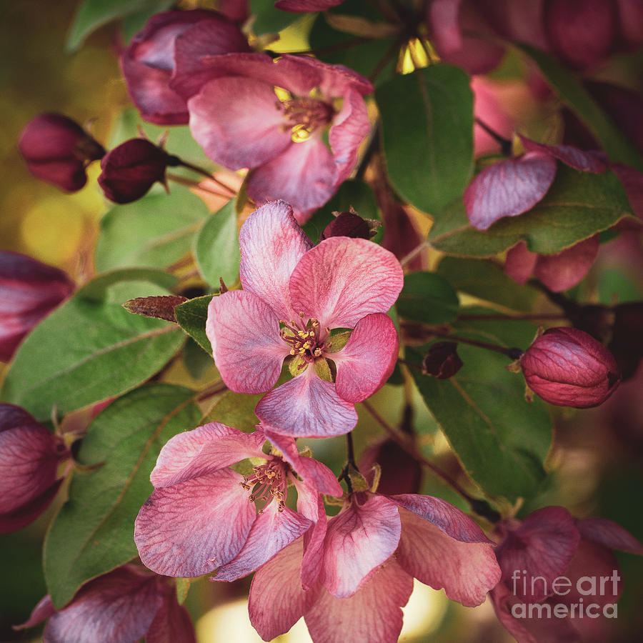 Apple Blossoms #1 Photograph by Roxie Crouch