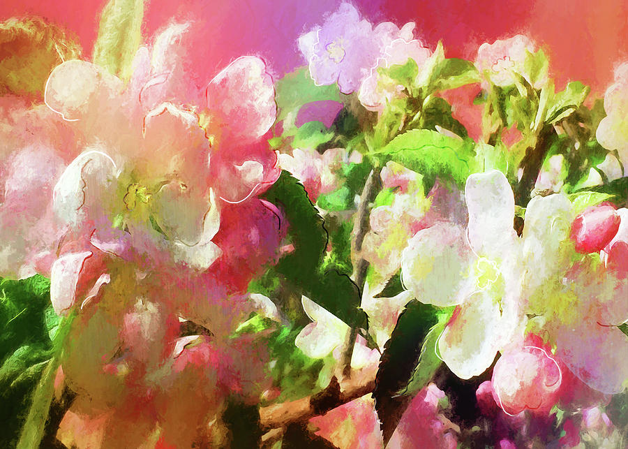 Apple  Blossoms #1 Photograph by Sherrie Triest