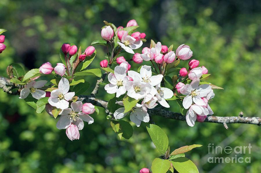 Apple (malus Sylvestris) Photograph by Dr Keith Wheeler/science Photo Library