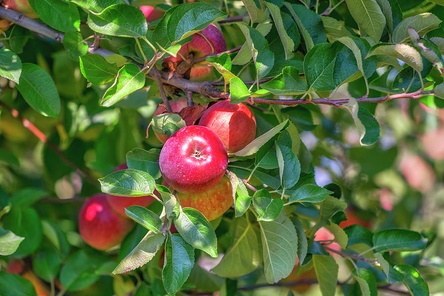 Apple Orchard, Fishkill Farms, Ny #1 Digital Art by Laura Zeid
