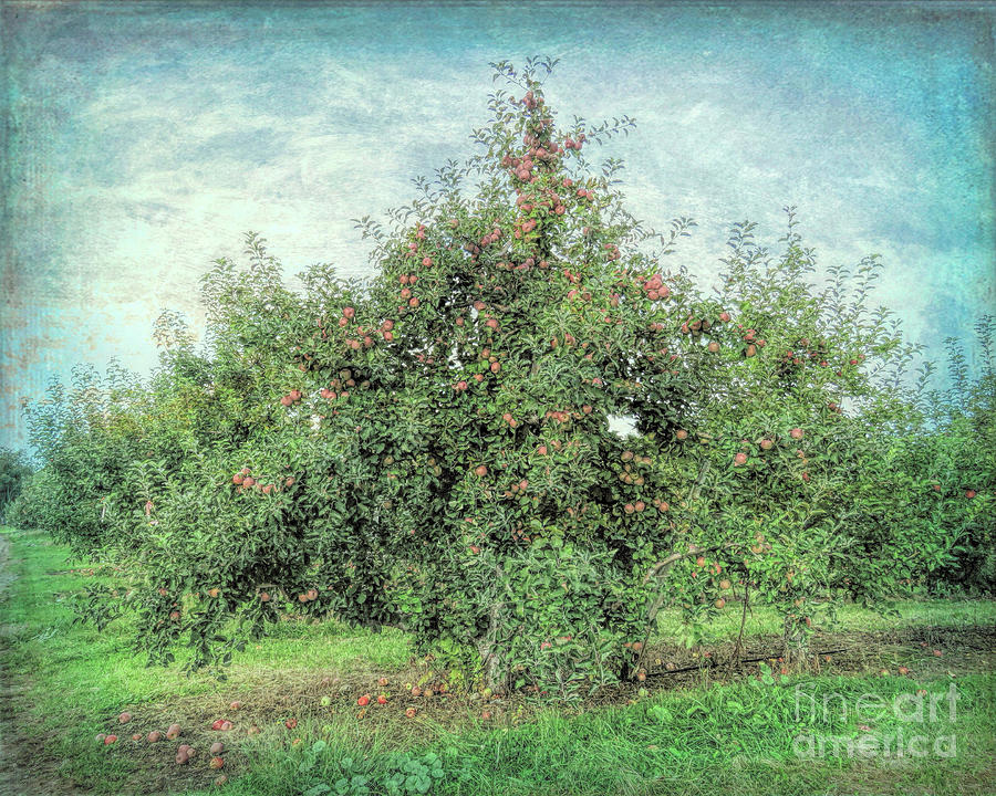 Apple Tree #1 Photograph by Janice Drew
