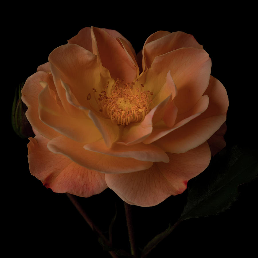 Apricot Carpet Rose Photograph by Ray Kent