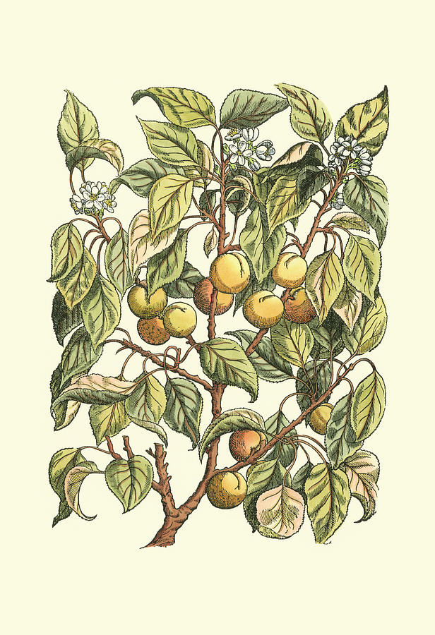 Fruit Painting - Apricot Tree Branch #1 by Duhamel Du Monceau