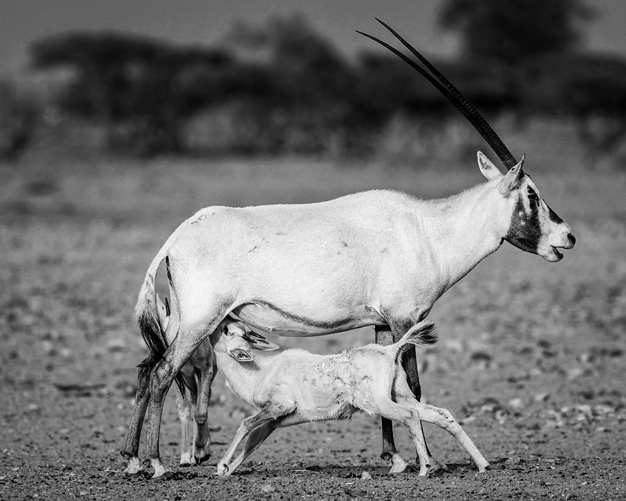 Arabian Oryx #1 Photograph by Haitham Al Farsi