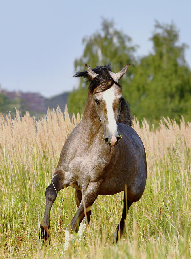 Arabian Stallion #1 Photograph by Photographs By Maria Itina