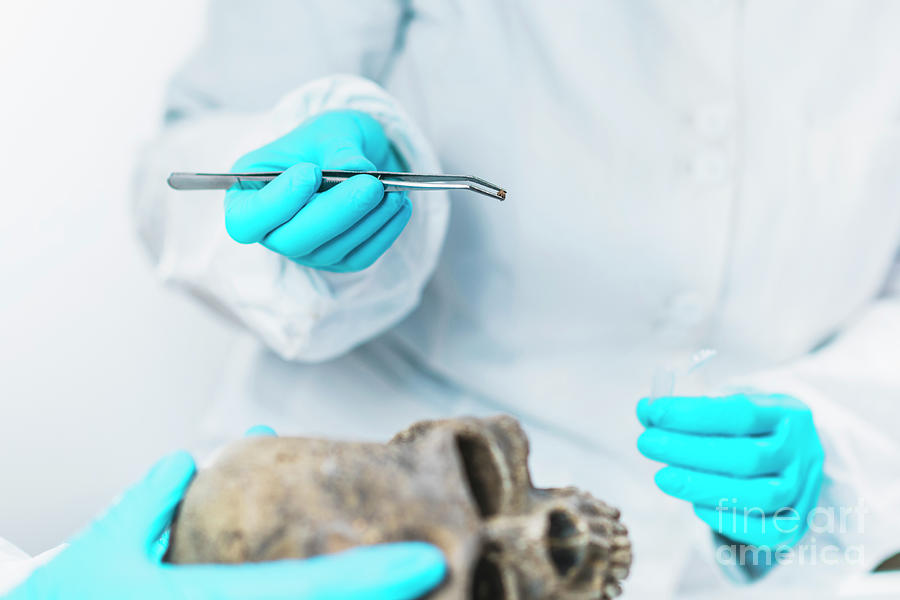 Archaeologist Analyzing An Ancient Human Skull Photograph by Microgen ...