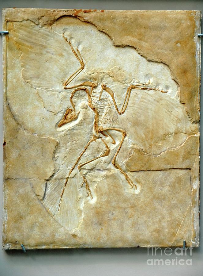 Archaeopteryx Fossil #1 Photograph by Chris Hellier/science Photo Library