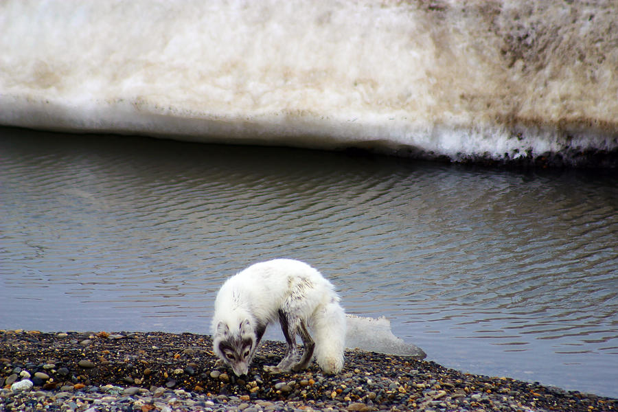 Arctic Fox  #1 Photograph by Anthony Jones