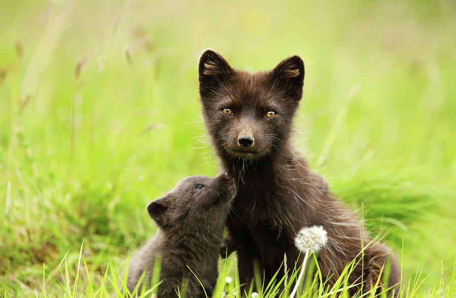 Arctic fox female with a cute little cub Photograph by Giedrius Stakauskas