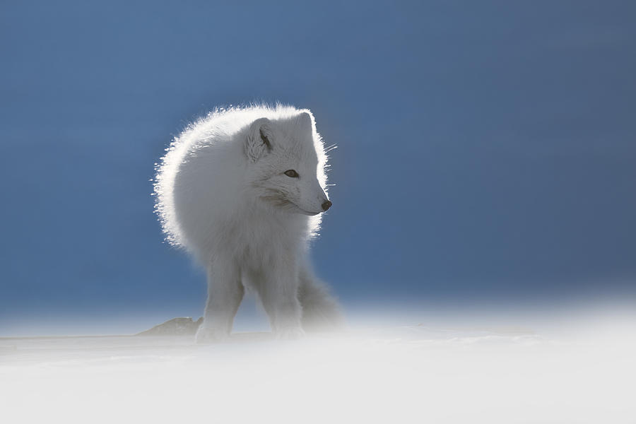 Arctic Fox Photograph - Arctic Fox by Roberto Marchegiani
