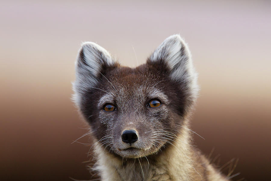 Arctic Fox Vulpes Lagopus #1 Photograph by Mark Smith