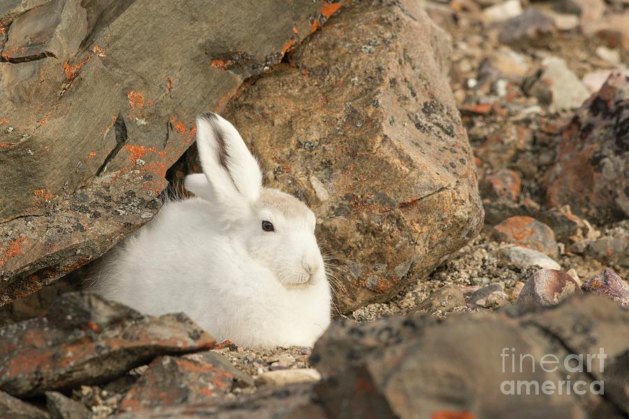 Arctic Hares #1 Photograph by Andy Davies/science Photo Library