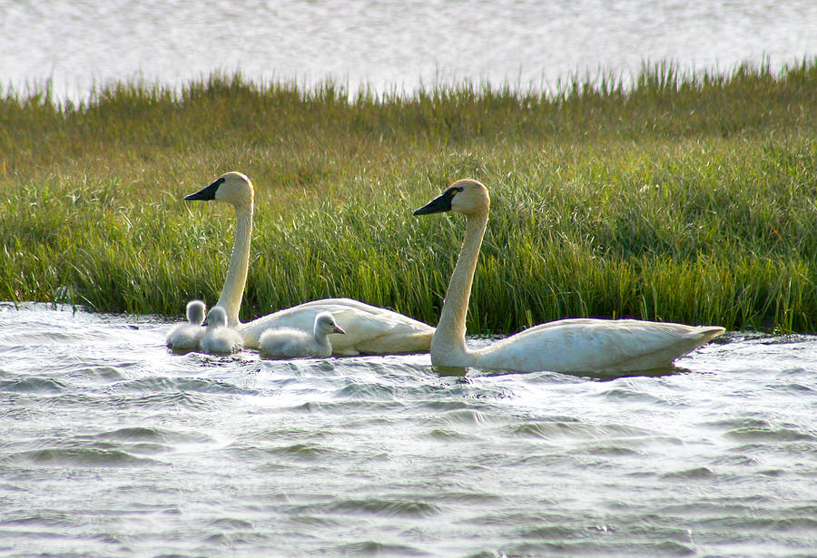 Arctic Tundra Swans and Cygnets #1 Photograph by Anthony Jones