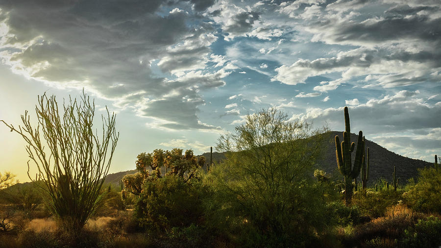 Arizona Desert  #1 Photograph by Saija Lehtonen