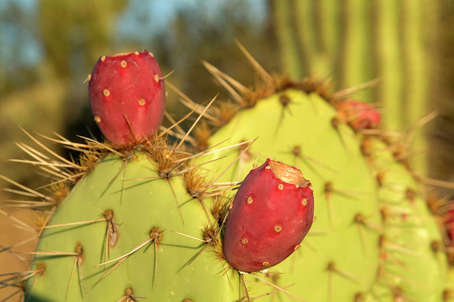 Arizona, Phoenix, Desert, Cactus #1 Digital Art by J.b. Grant