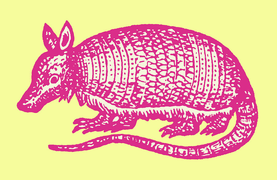 Vintage Drawing - Armadillo #1 by CSA Images