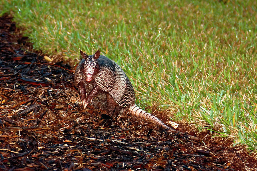Armadillo Portrait Photograph by Sally Weigand
