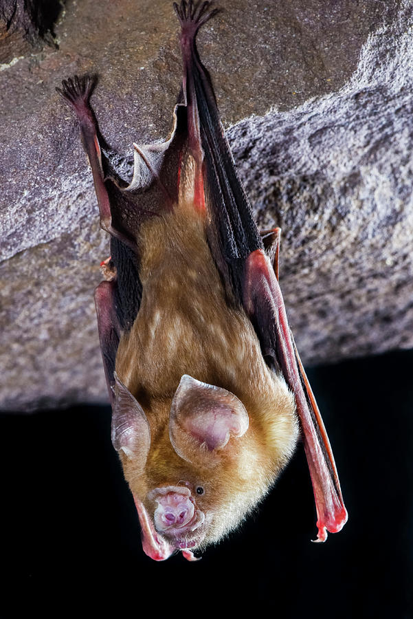 Arnhem Leaf-nosed Bat Hanging From Rock, Kakadu National #1 Photograph ...