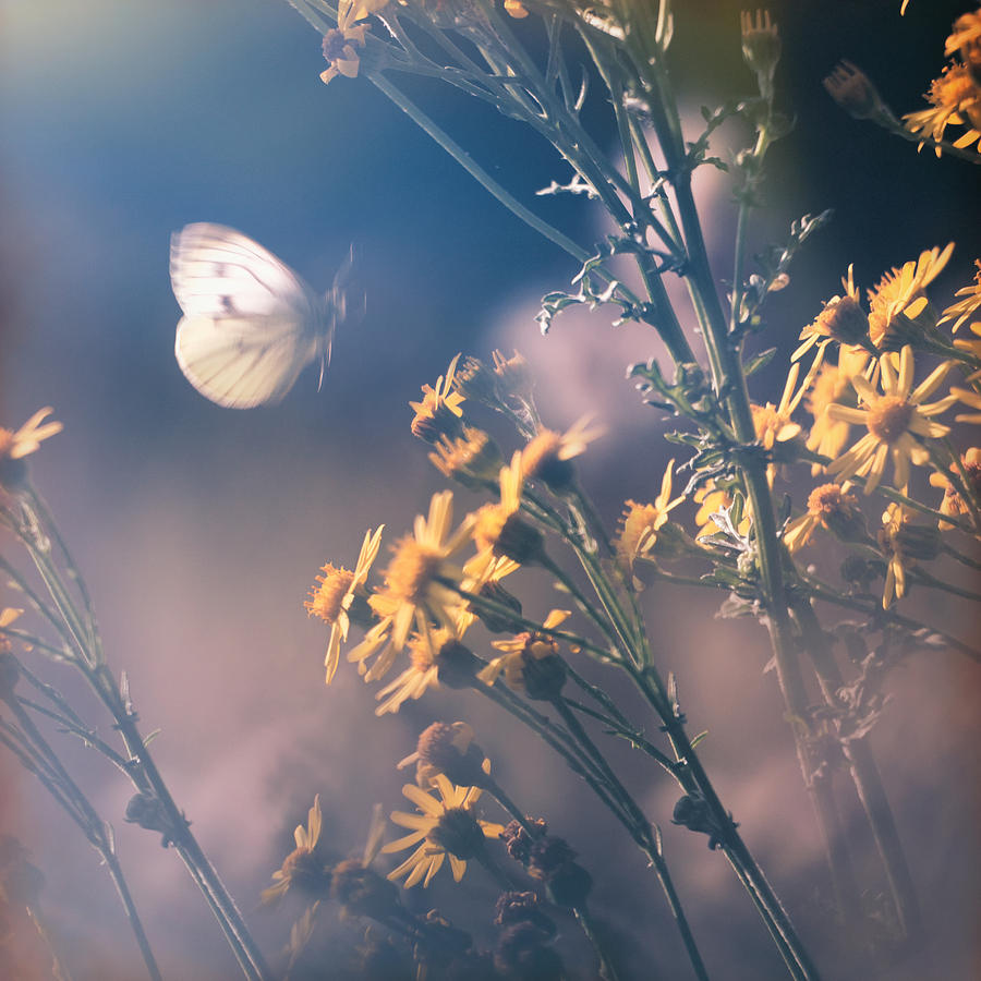 Around The Meadow Photograph by Jaroslav Buna