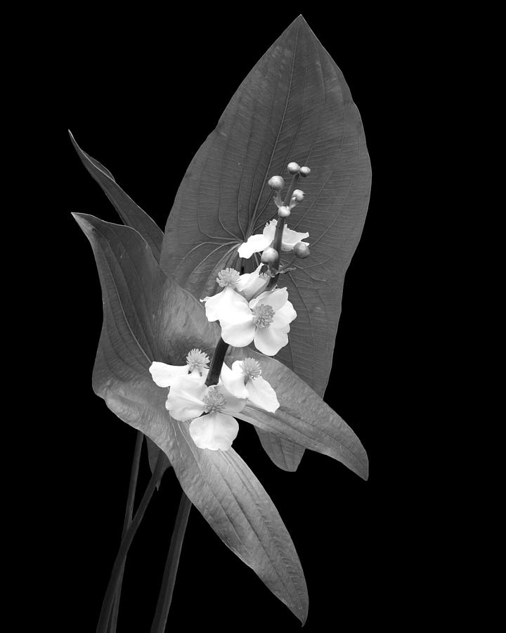 Arrowhead Flowers #1 Photograph by Iina Van Lawick