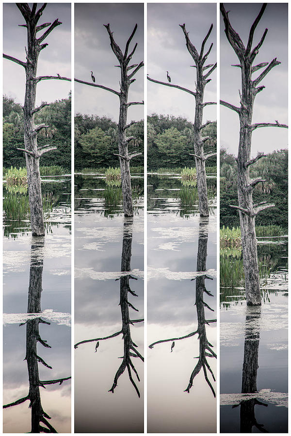 Artistic View Of Bare Tree In Sections, Reflecting Over Water #1 Digital Art by Laura Diez
