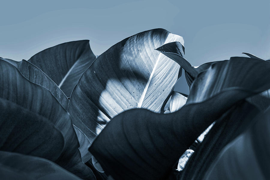 Artistic View Of Plant Leaves #1 Digital Art by Laura Diez