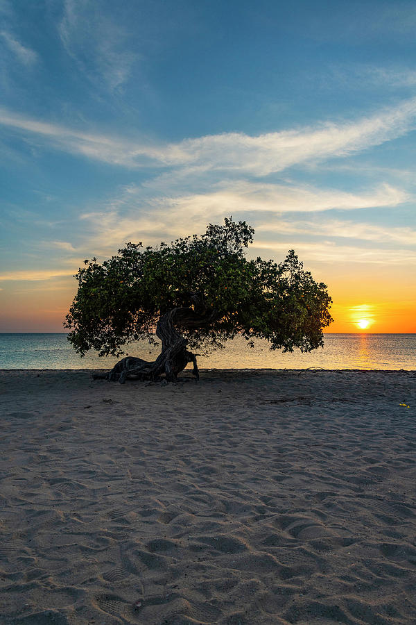 Aruba, Eagle Beach Scene With Fofoti Tree #1 Digital Art by Claudia Uripos