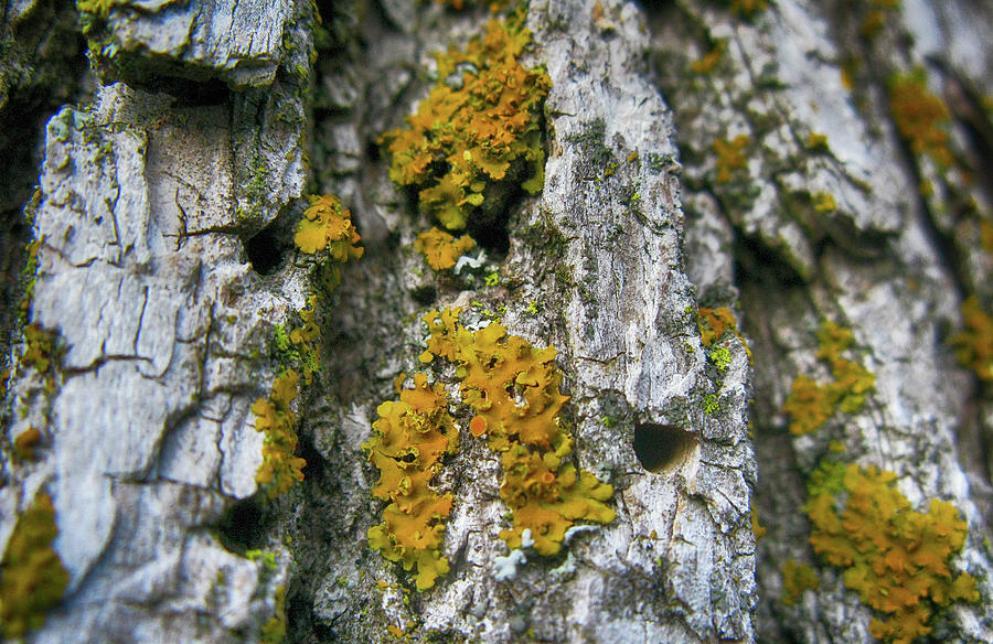 Tree Photograph - Ash Tree And Lichen #1 by Tina Lavoie