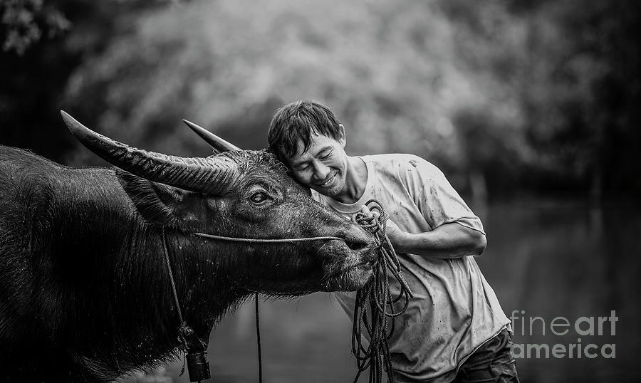 Buffalo Photograph - Asian farmer and water buffalo in farm #1 by Sasin Tipchai