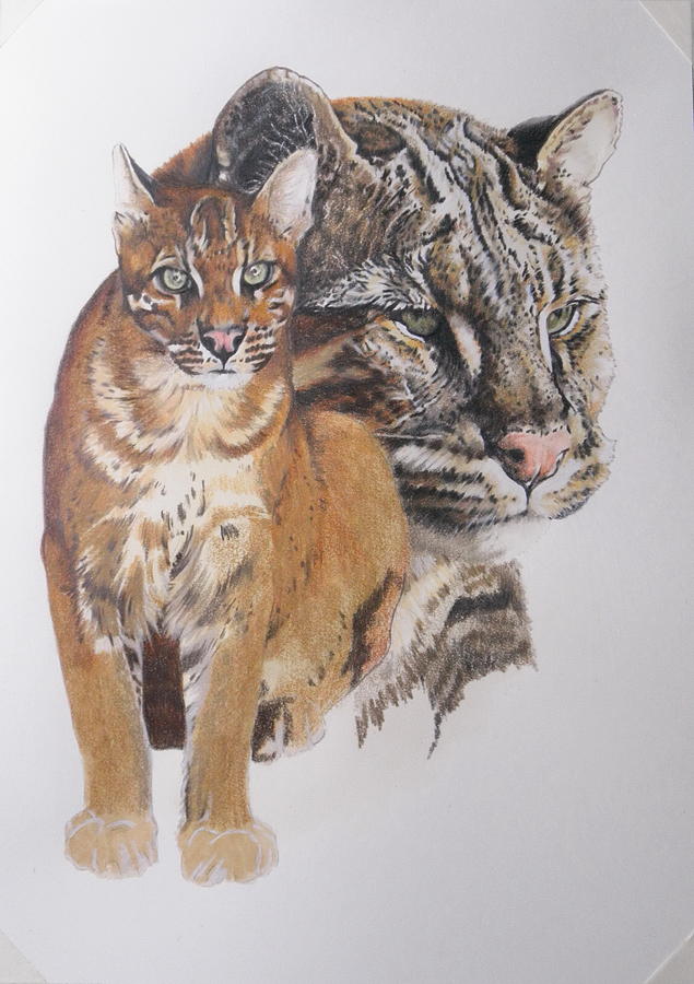 Asian Golden Cat wip by Barbara Keith Asian Golden Cat wip by Barbara Keith