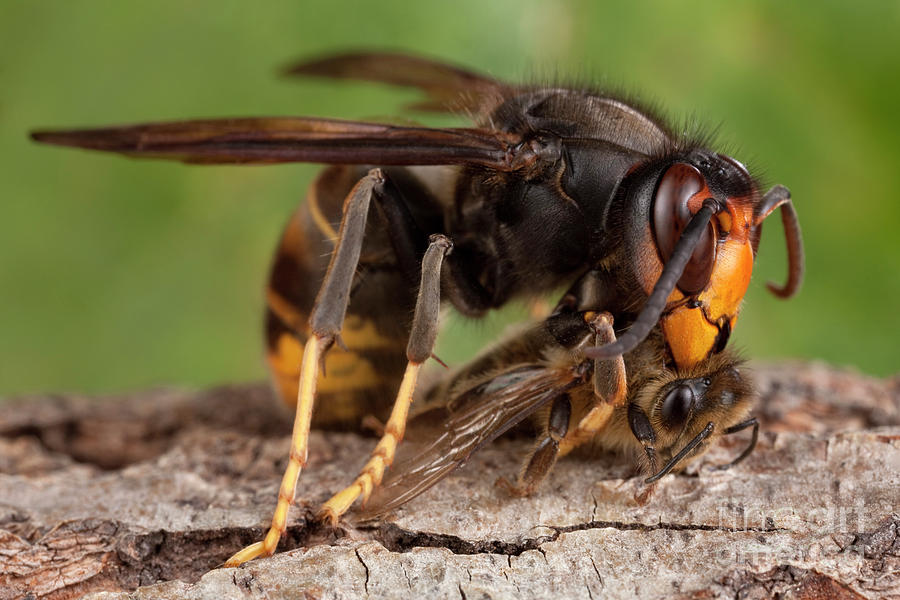 Asian Hornet Preying On A Bee #1 Photograph by Pascal Goetgheluck/science Photo Library