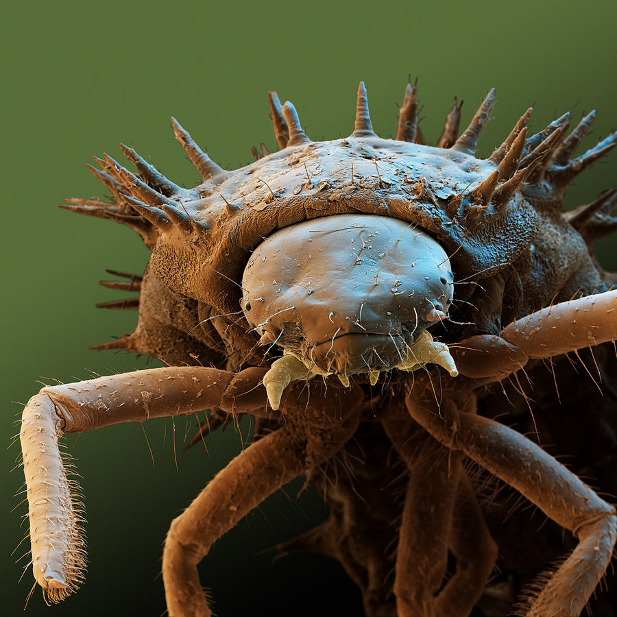 Asian Lady Beetle Larva Sem Photograph by Meckes/ottawa | Fine Art America