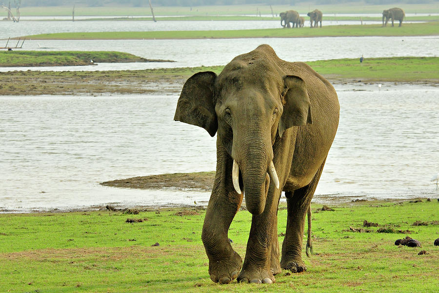 Asian Or Indian Elephant Photograph by Copyright@jgovindaraj