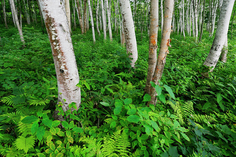 Asian White Birch Forest #1 Photograph by Hiroya Minakuchi