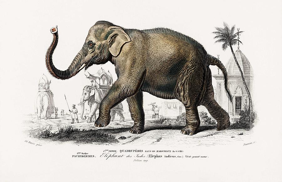 Nature Painting - Asiatic elephant  Elephas maximus indicus illustrated by Charles Dessalines D Orbigny  1806-1876  #1 by Celestial Images