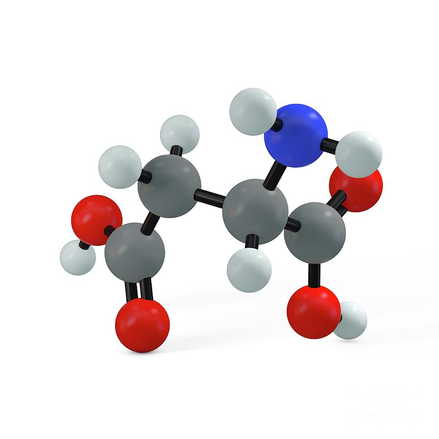 Aspartic Acid Molecule Photograph by Adam Brackenbury/science Photo ...