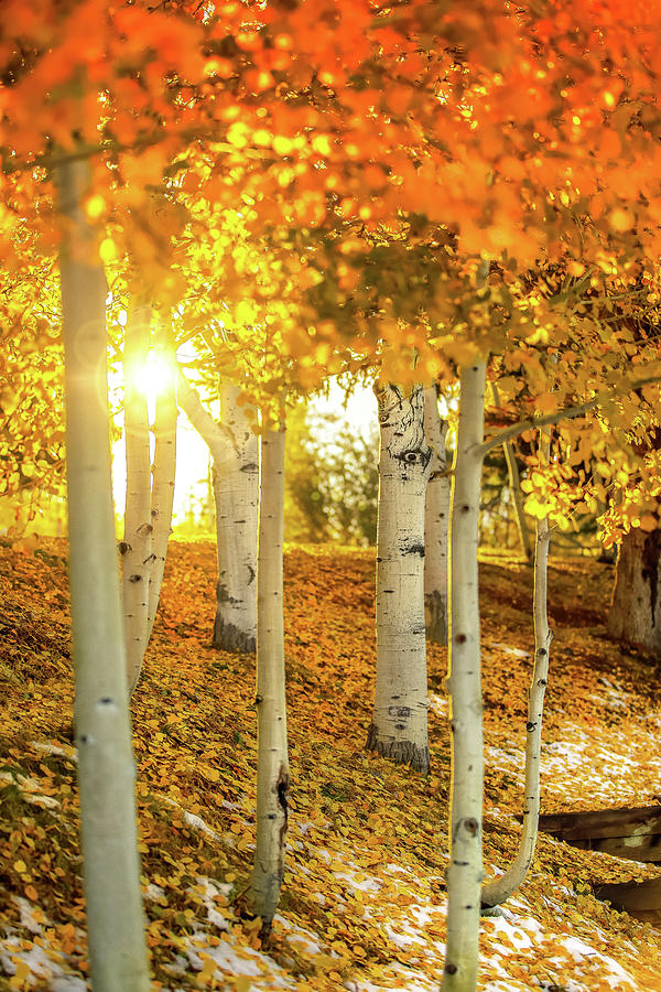Fall Photograph - Aspen Glow #1 by Jonathan Ross