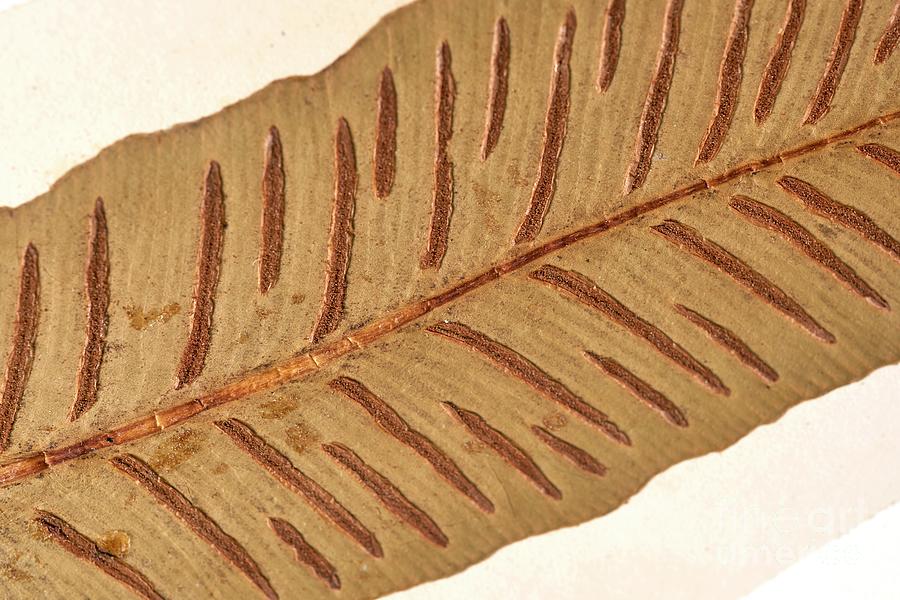 Nature Photograph - Asplenium Scolopendrium Fern Specimen #1 by Natural History Museum, London/science Photo Library