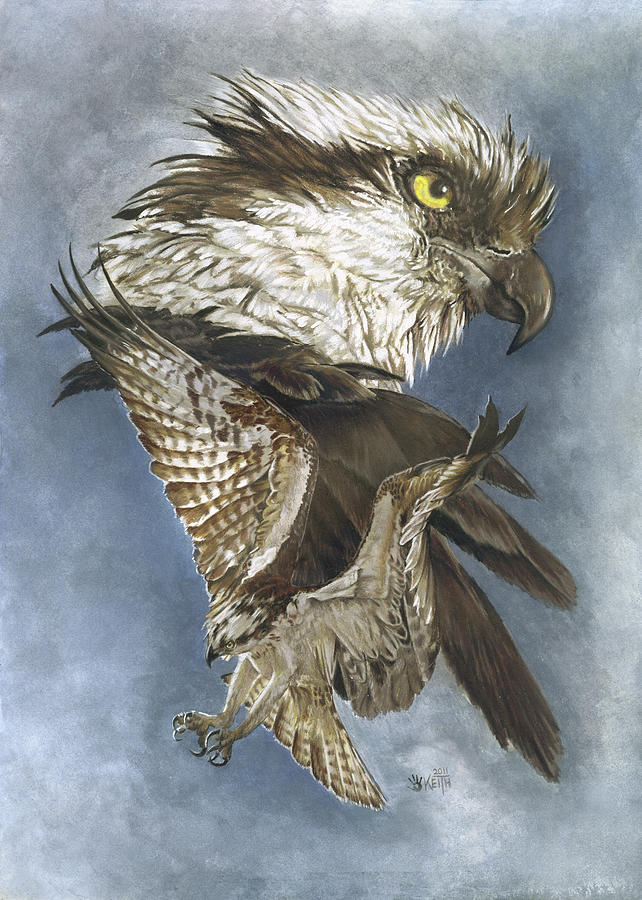 Osprey Painting - Assail #1 by Barbara Keith