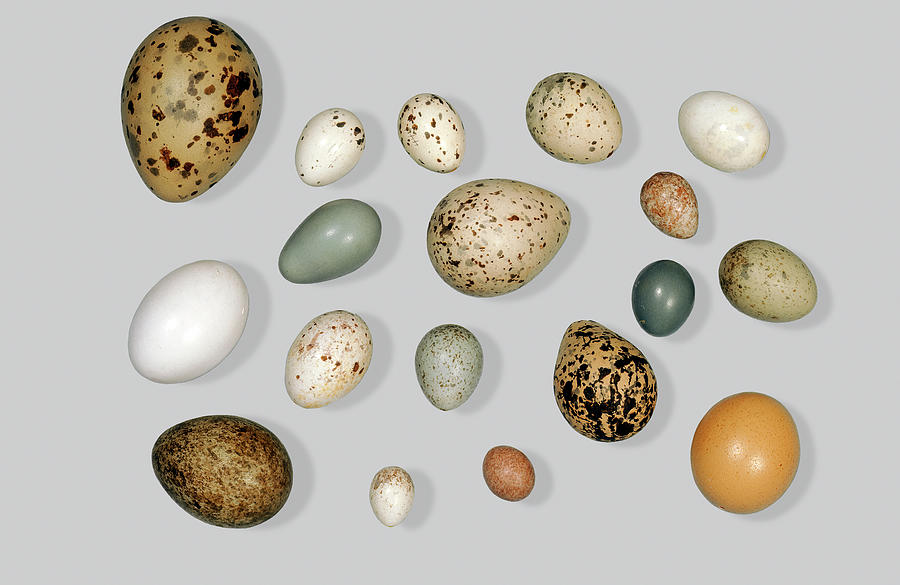 Assorted Bird Eggs #1 Photograph by Phil DEGGINGER