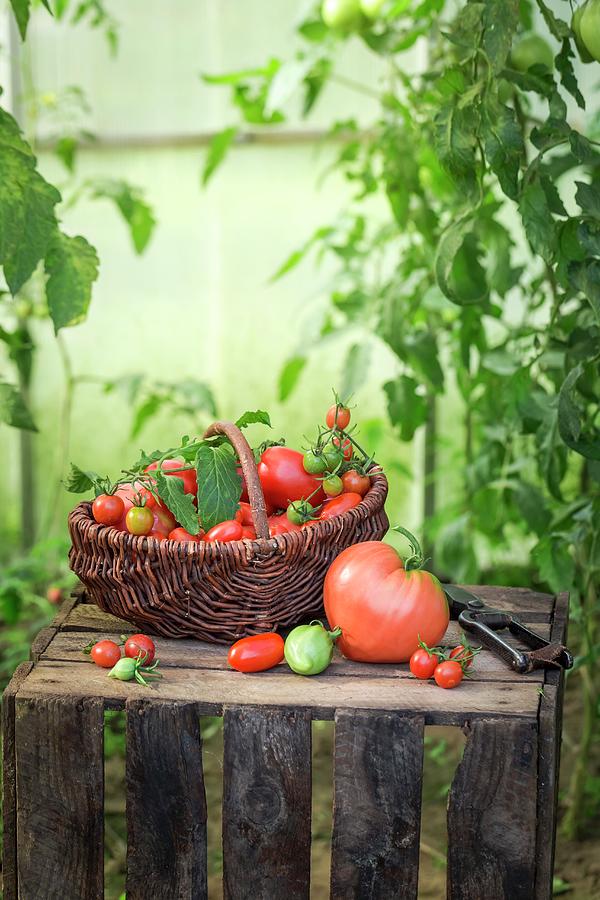 Assorted Tomatoes In A Wicker Basket On Wooden Crate #1 Photograph by Shaiith