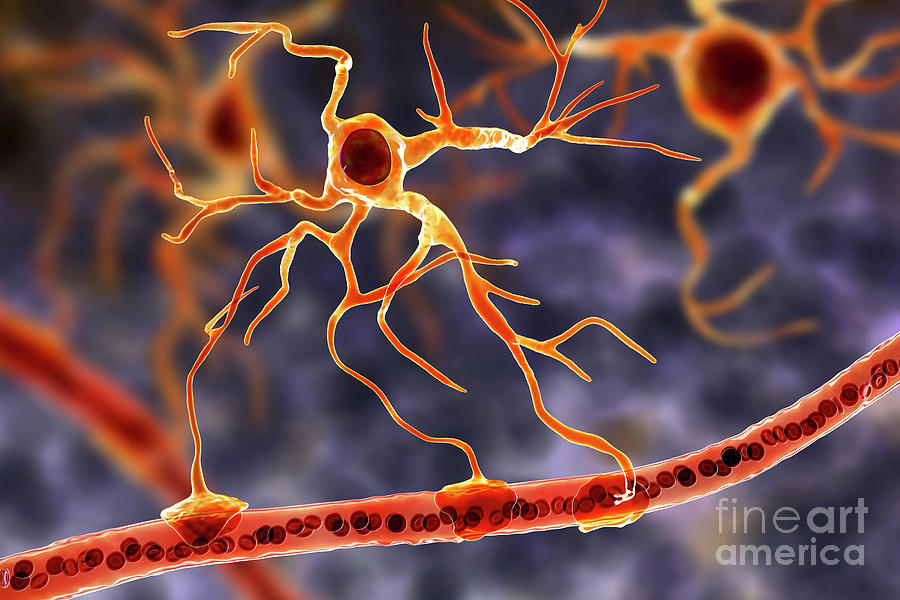 Astrocyte And Blood Vessel #1 Photograph by Kateryna Kon/science Photo Library